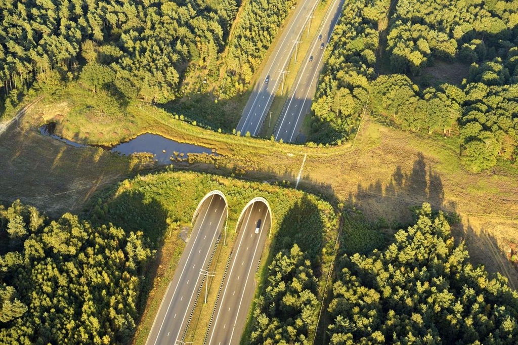 puentes de carretera para animales 4