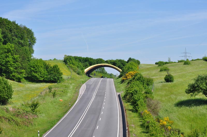 puentes de carretera para animales 5