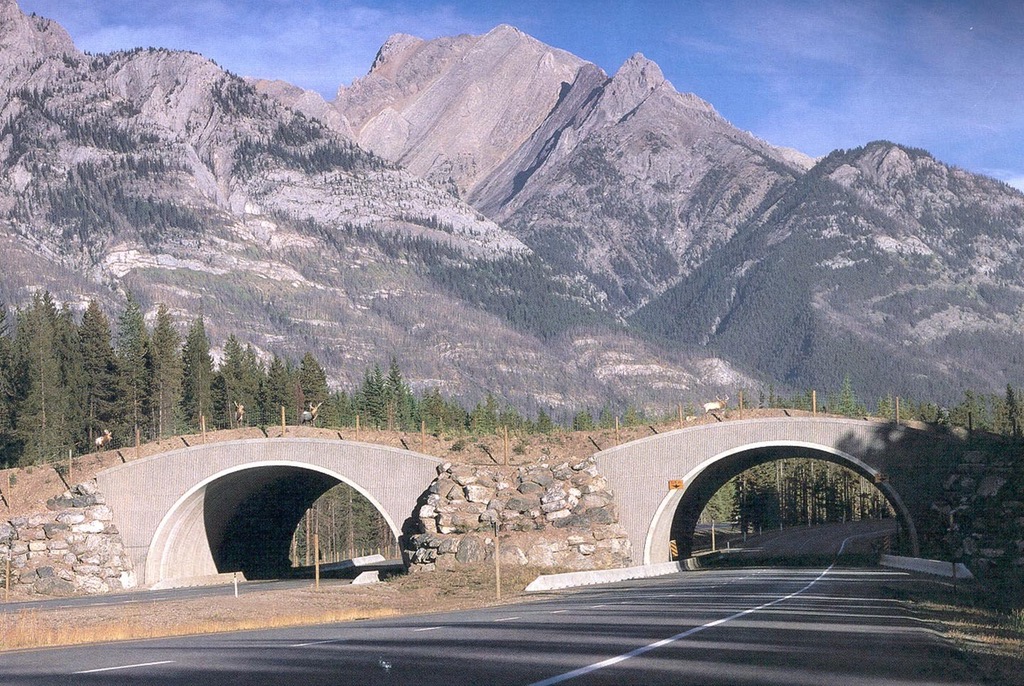 puentes de carretera para animales 6