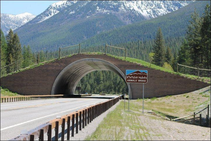puentes de carretera para animales 7
