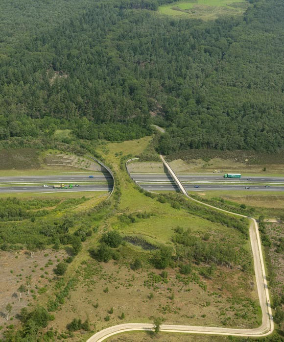 puentes de carretera para animales 8