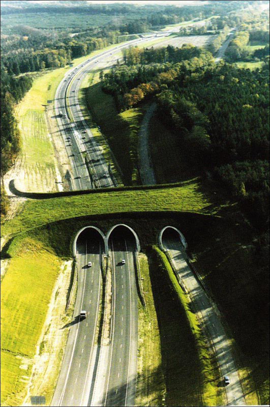 puentes de carretera para animales 9
