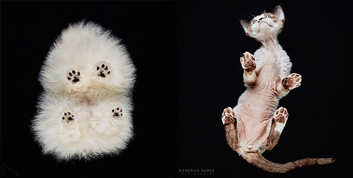 Andrius Burba Underlook retratos de perros gatos 50