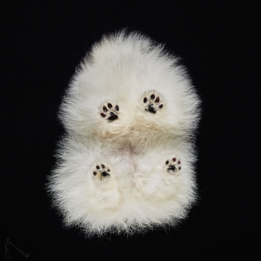 Andrius Burba Underlook retratos de perros gatos