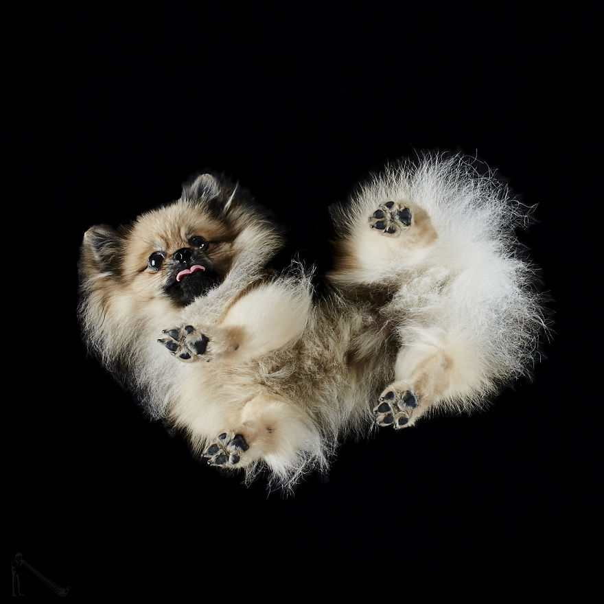 Andrius Burba Underlook retratos de perros gatos 10