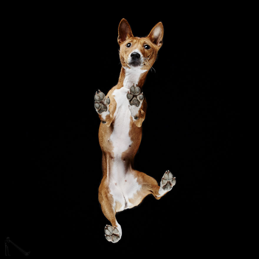 Andrius Burba Underlook retratos de perros gatos 12