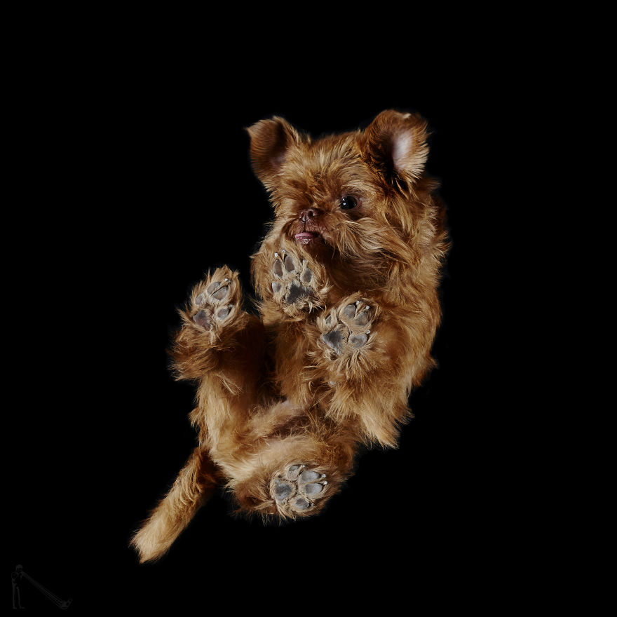 Andrius Burba Underlook retratos de perros gatos 13