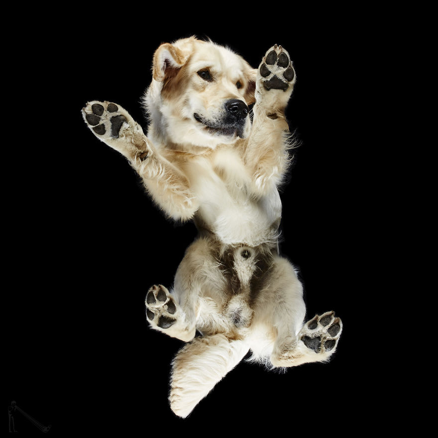 Andrius Burba Underlook retratos de perros gatos 14