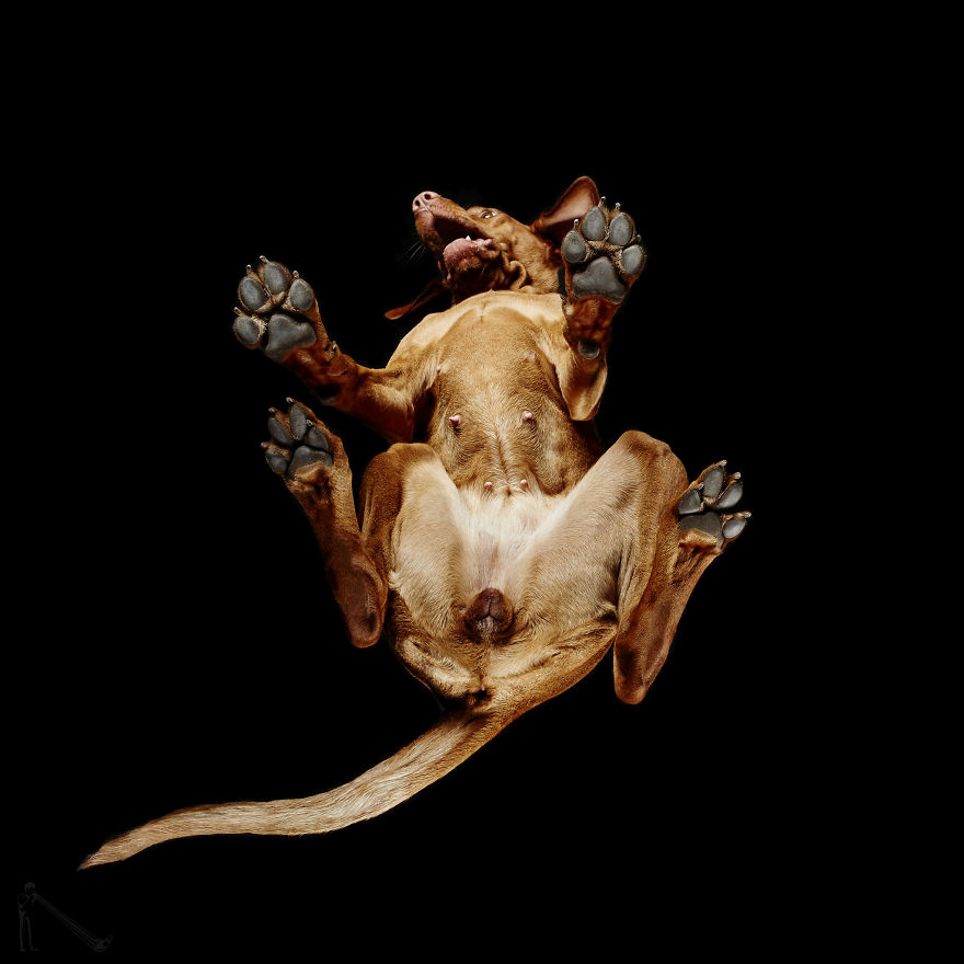 Andrius Burba Underlook retratos de perros gatos 15