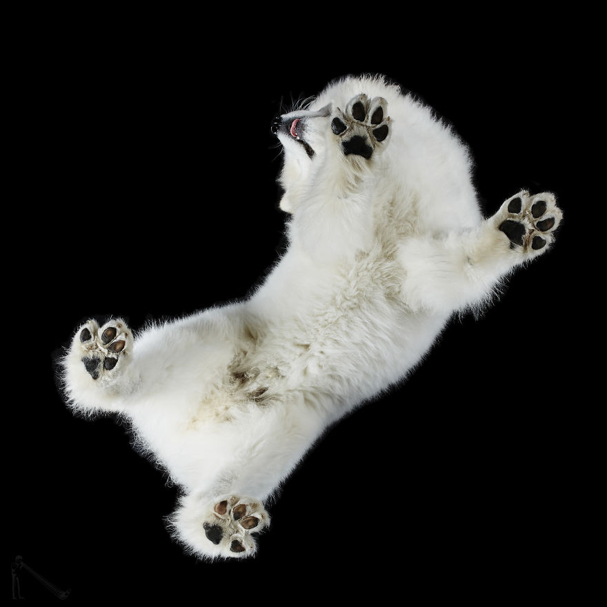Andrius Burba Underlook retratos de perros gatos 16