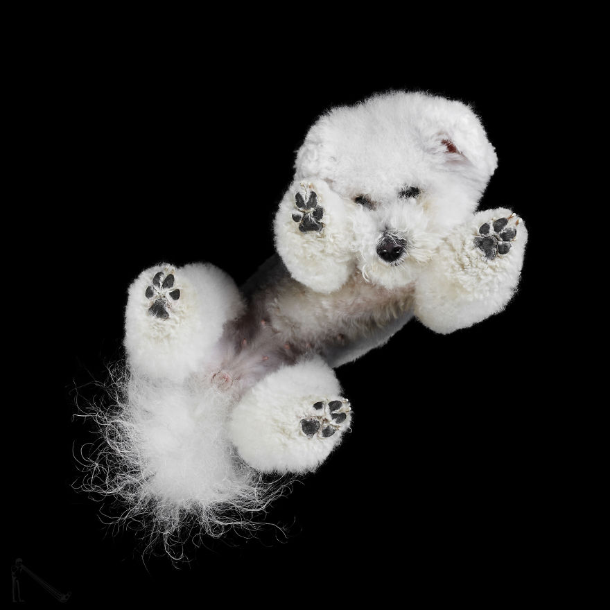 Andrius Burba Underlook retratos de perros gatos 17