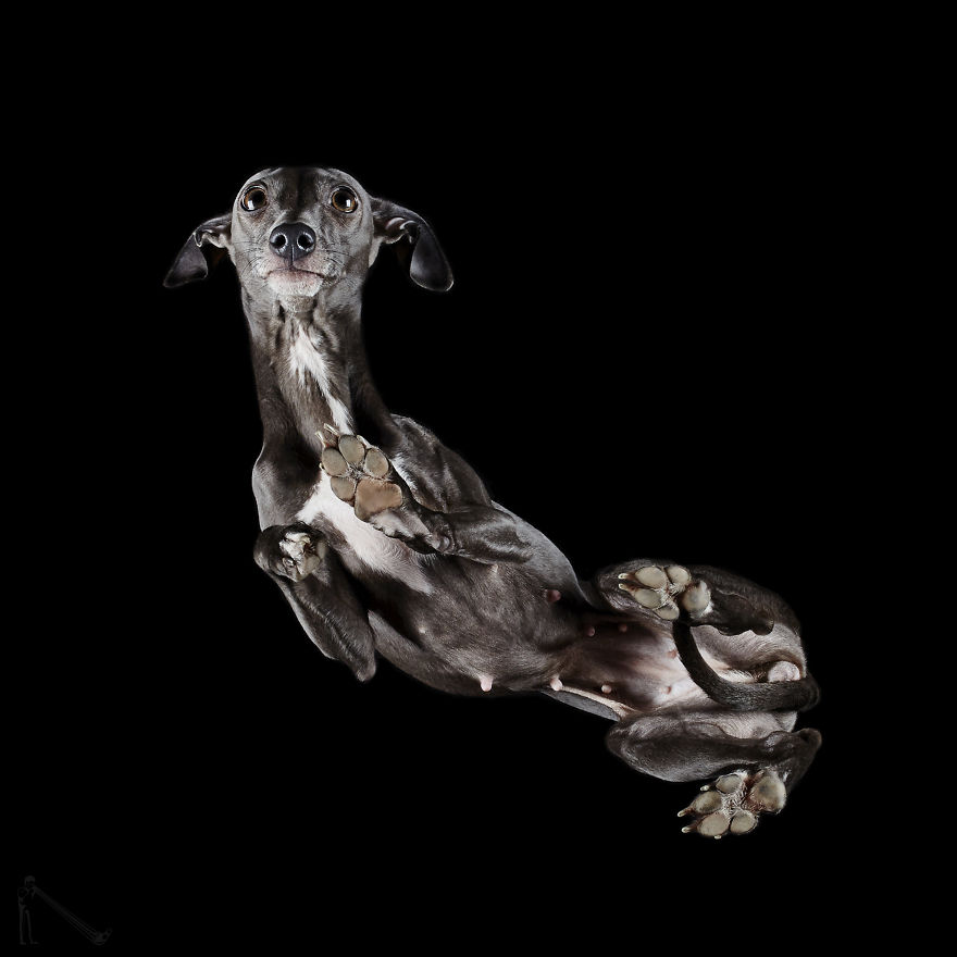 Andrius Burba Underlook retratos de perros gatos 18