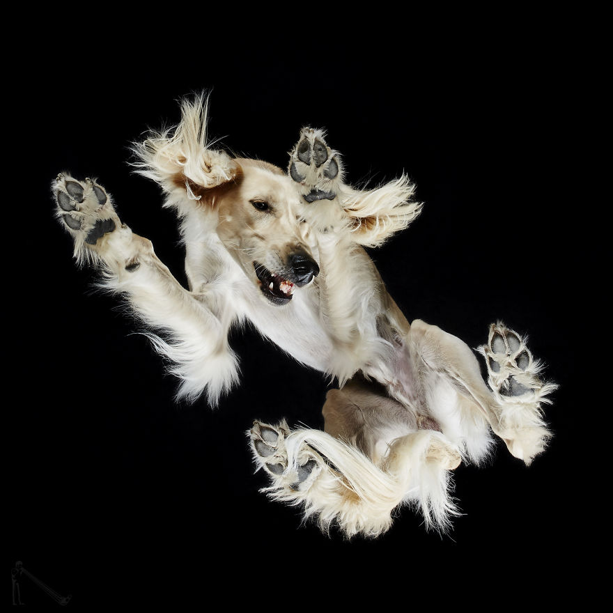 Andrius Burba Underlook retratos de perros gatos 19