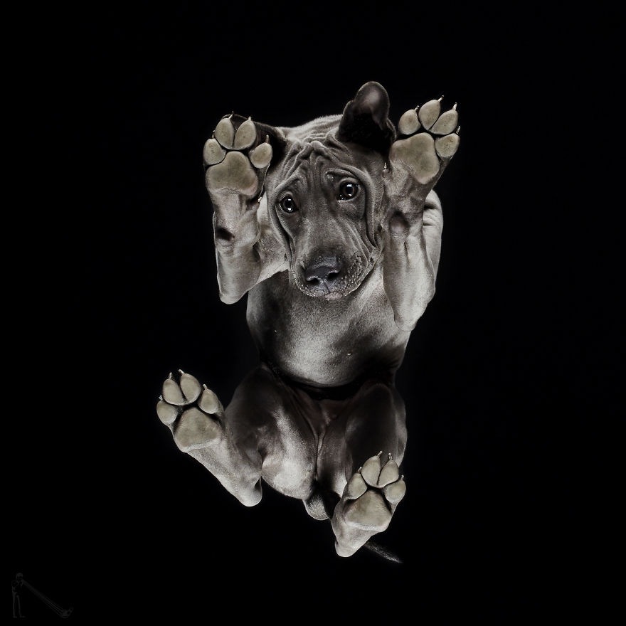 Andrius Burba Underlook retratos de perros gatos 2