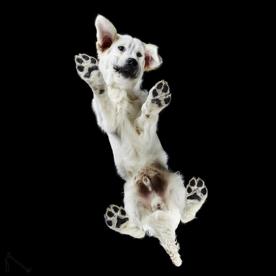Andrius Burba Underlook retratos de perros gatos 20