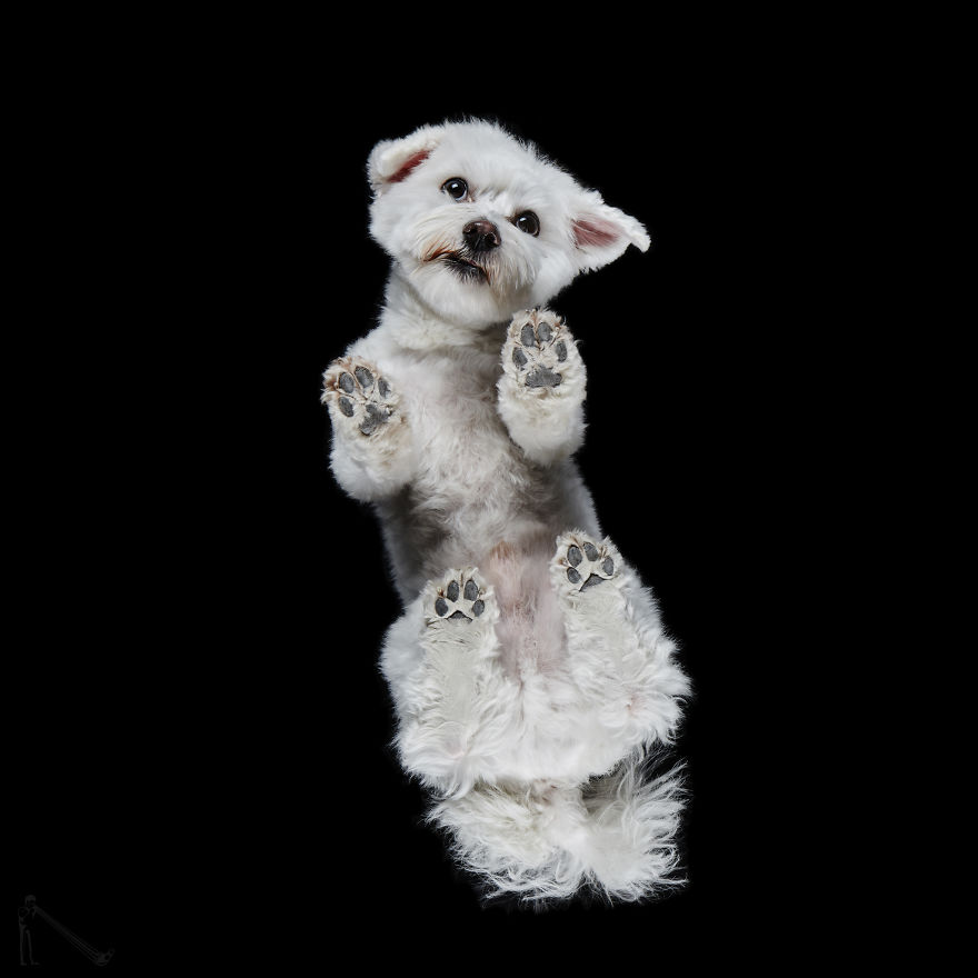 Andrius Burba Underlook retratos de perros gatos 21