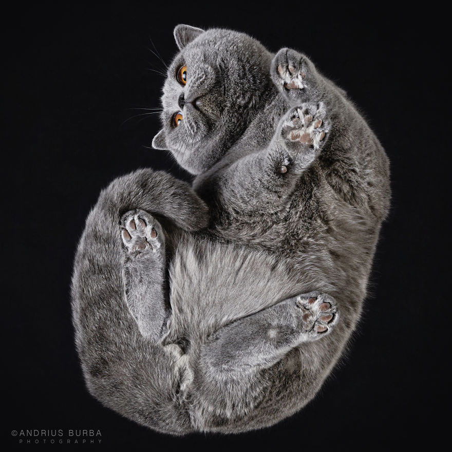 Andrius Burba Underlook retratos de perros gatos 22