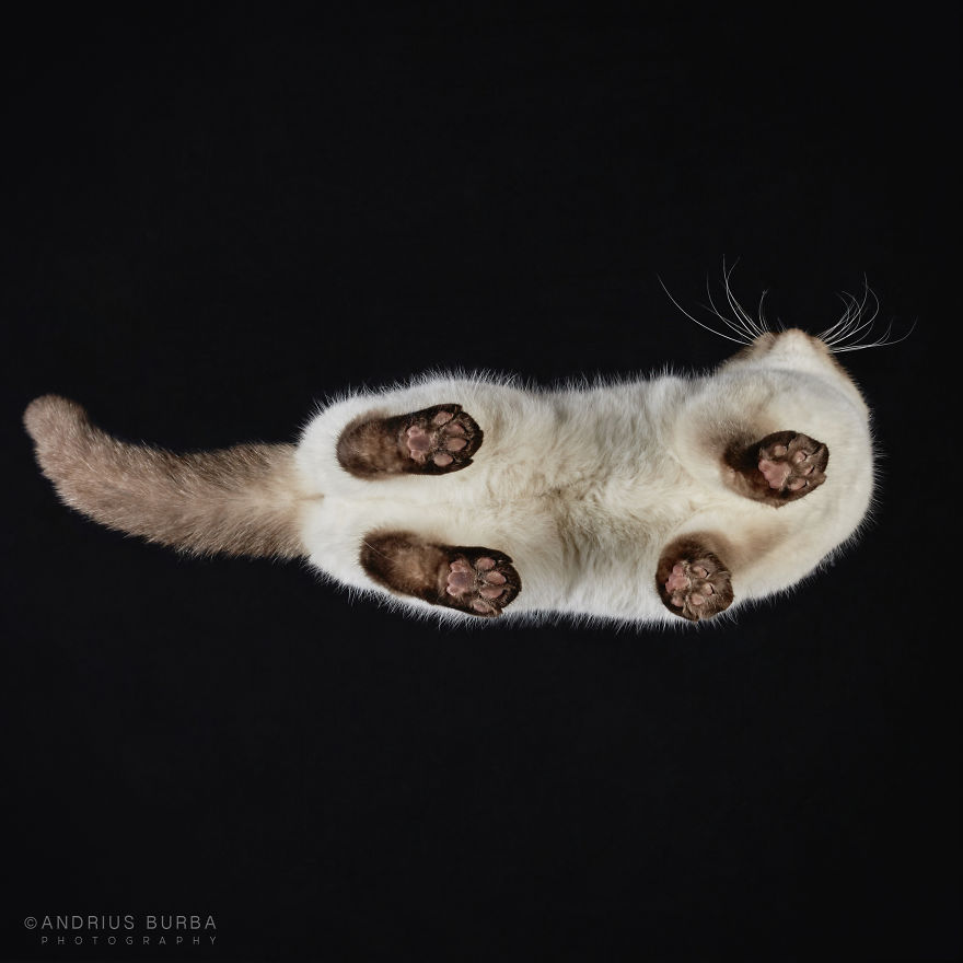 Andrius Burba Underlook retratos de perros gatos 23