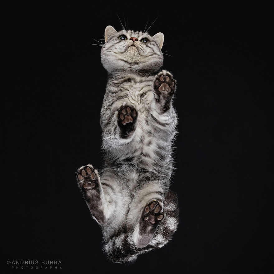 Andrius Burba Underlook retratos de perros gatos 24