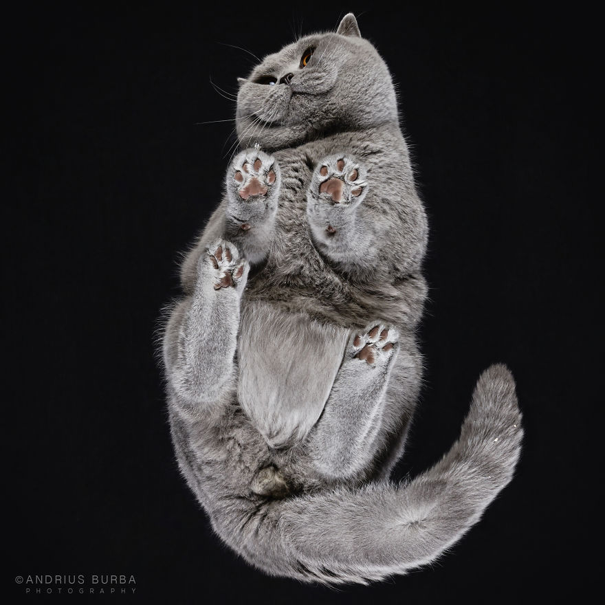 Andrius Burba Underlook retratos de perros gatos 25