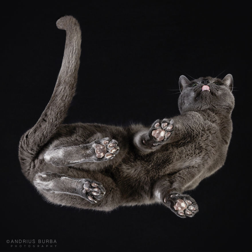 Andrius Burba Underlook retratos de perros gatos 26