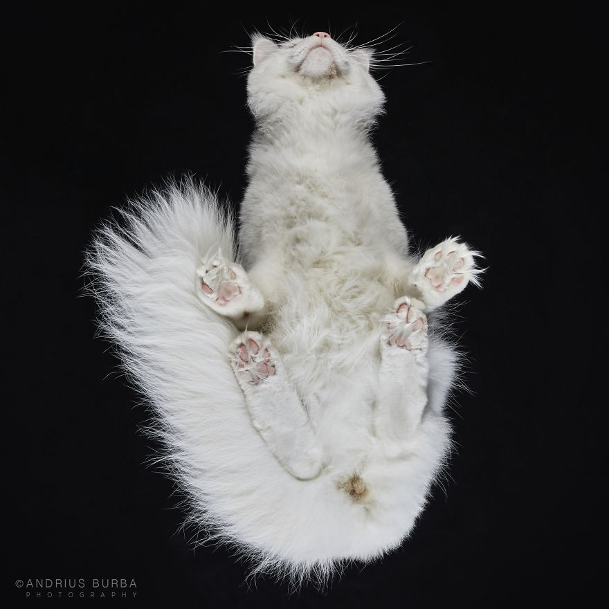 Andrius Burba Underlook retratos de perros gatos 27