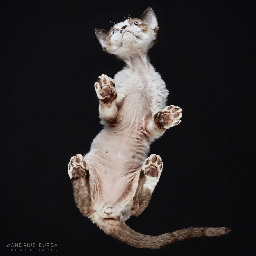 Andrius Burba Underlook retratos de perros gatos 28