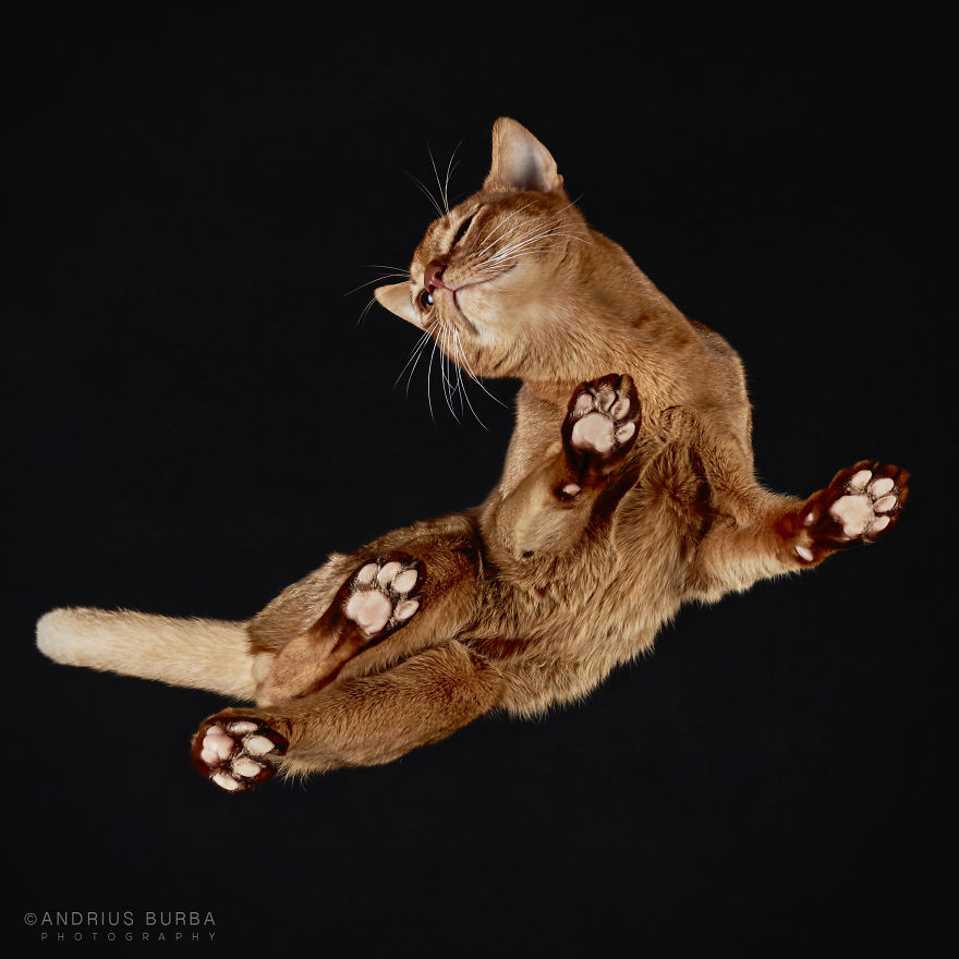 Andrius Burba Underlook retratos de perros gatos 29