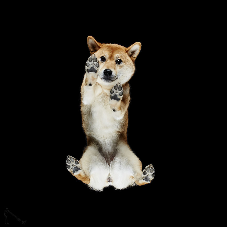 Andrius Burba Underlook retratos de perros gatos 3