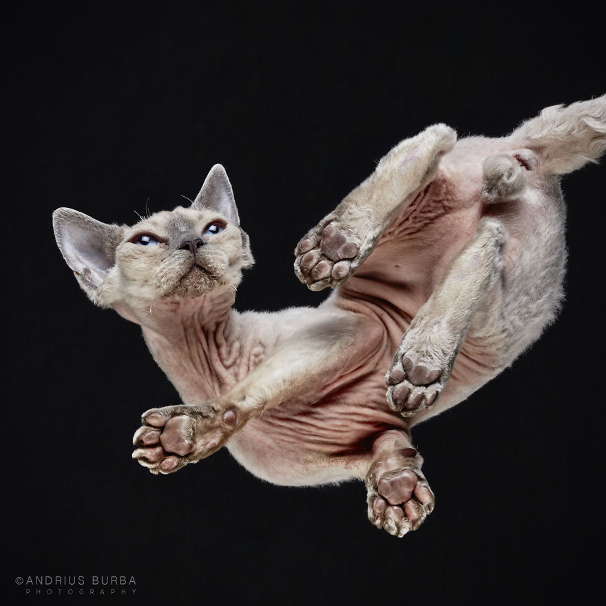 Andrius Burba Underlook retratos de perros gatos 30