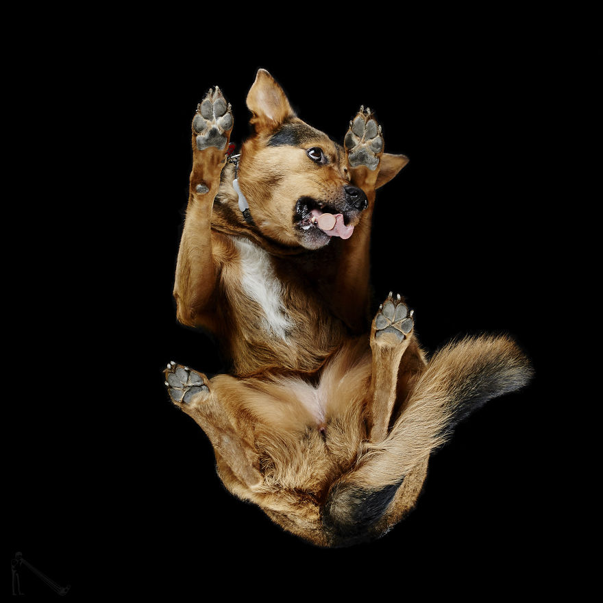 Andrius Burba Underlook retratos de perros gatos 4