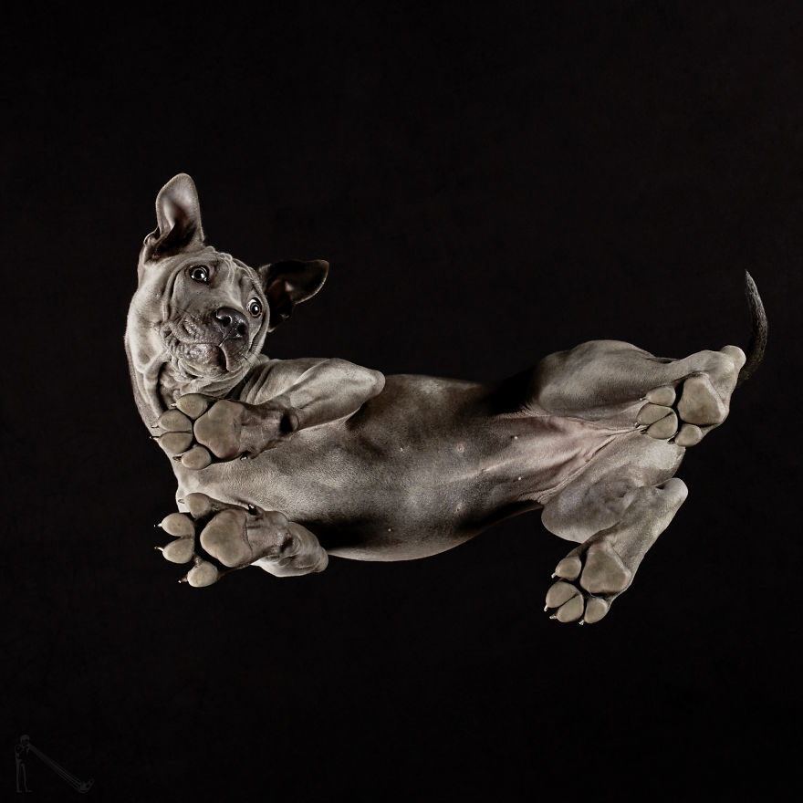 Andrius Burba Underlook retratos de perros gatos 5