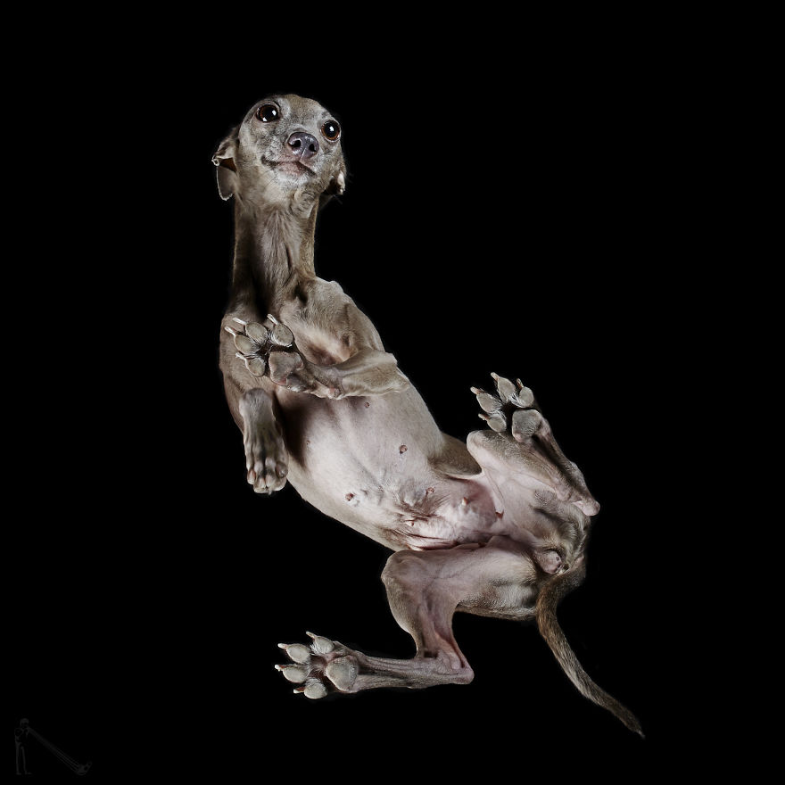 Andrius Burba Underlook retratos de perros gatos 6
