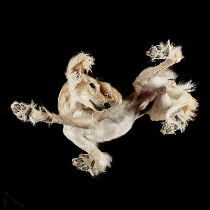 Andrius Burba Underlook retratos de perros gatos 8