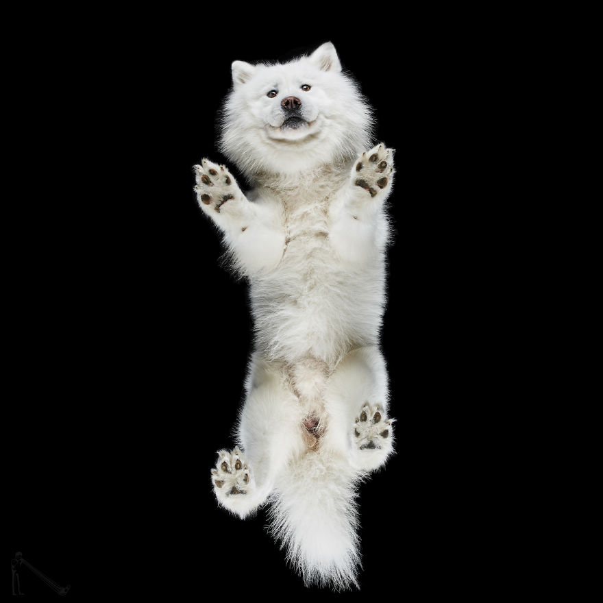 Andrius Burba Underlook retratos de perros gatos 9