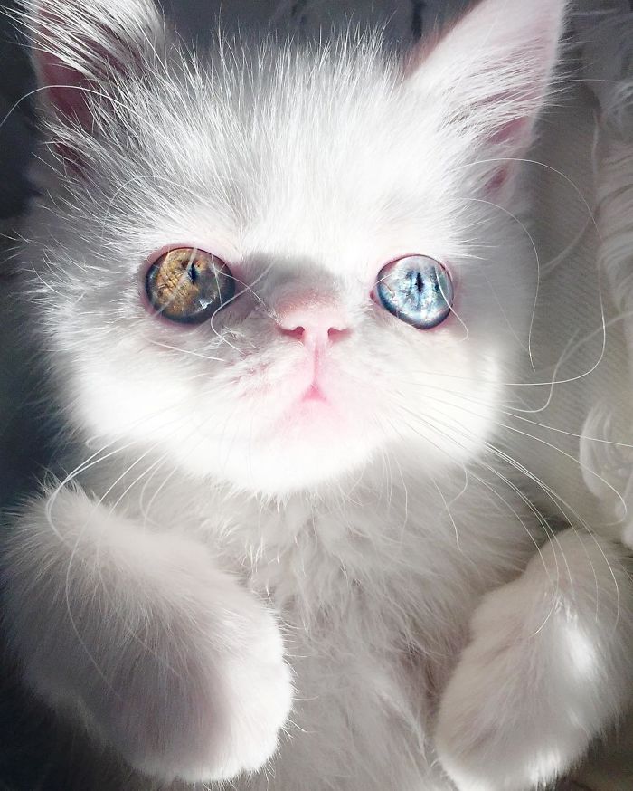 Pam Pam heterocromia