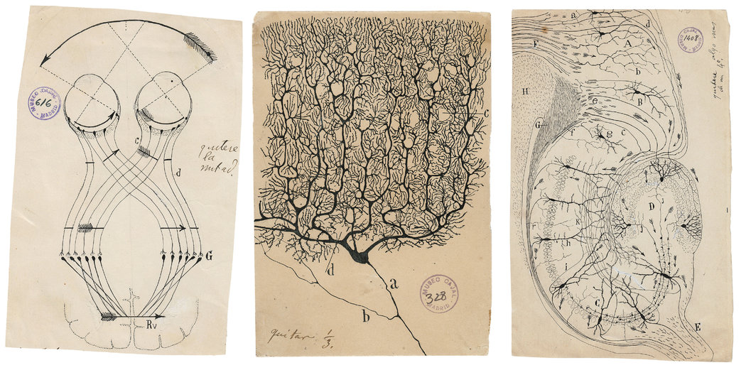 Santiago Ramon y Cajal dibujos artista neurona