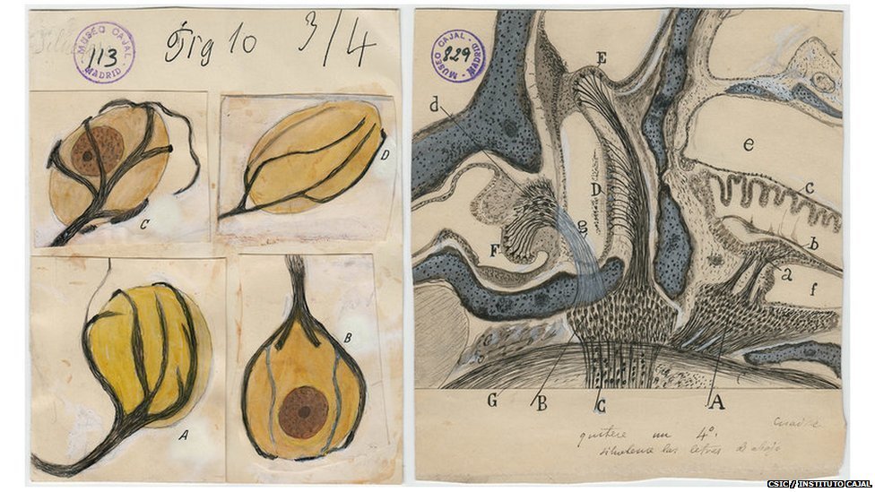 Santiago Ramon y Cajal dibujos artista neurona 11