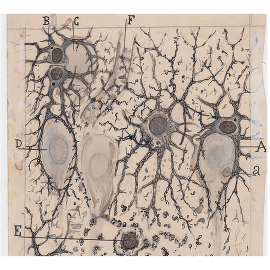 Santiago Ramon y Cajal dibujos artista neurona 12