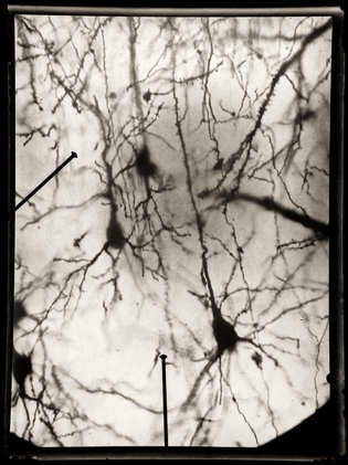 Santiago Ramon y Cajal dibujos artista neurona 3
