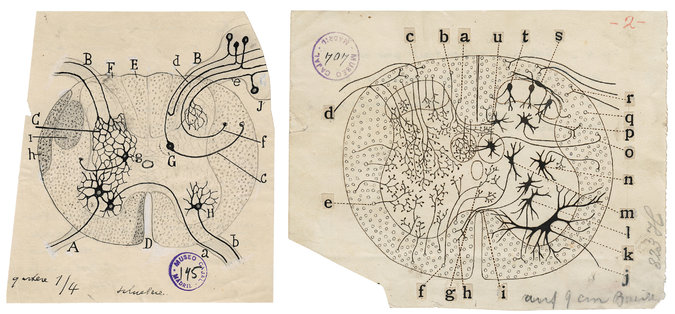 Santiago Ramon y Cajal dibujos artista neurona 4
