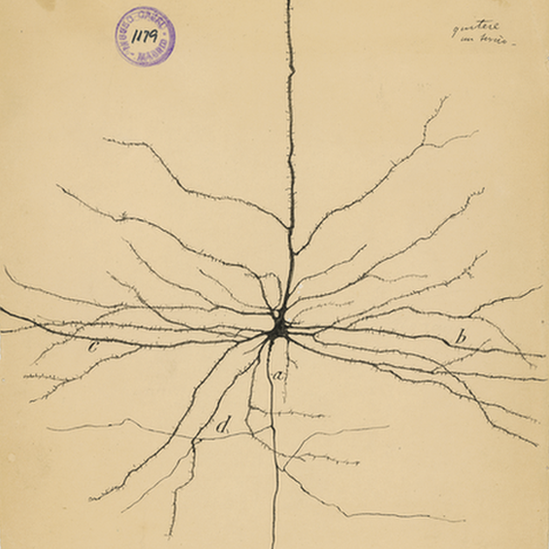 Santiago Ramon y Cajal dibujos artista neurona 5