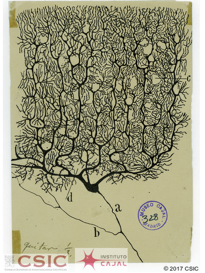 Santiago Ramon y Cajal dibujos artista neurona 6