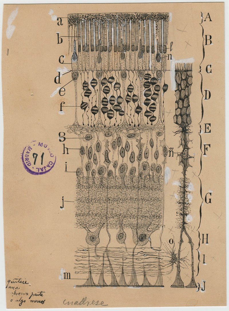 Santiago Ramon y Cajal dibujos artista neurona 7