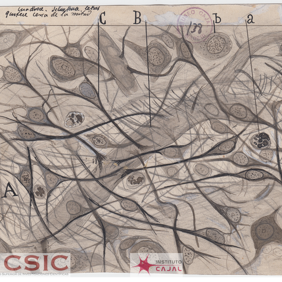 Santiago Ramon y Cajal dibujos artista neurona 8