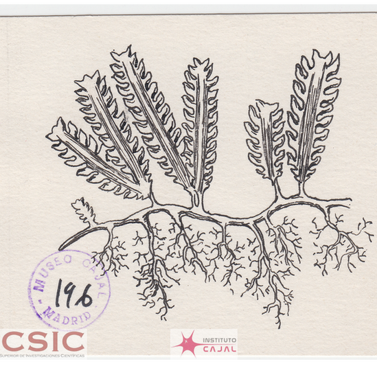 Santiago Ramon y Cajal dibujos artista neurona 9