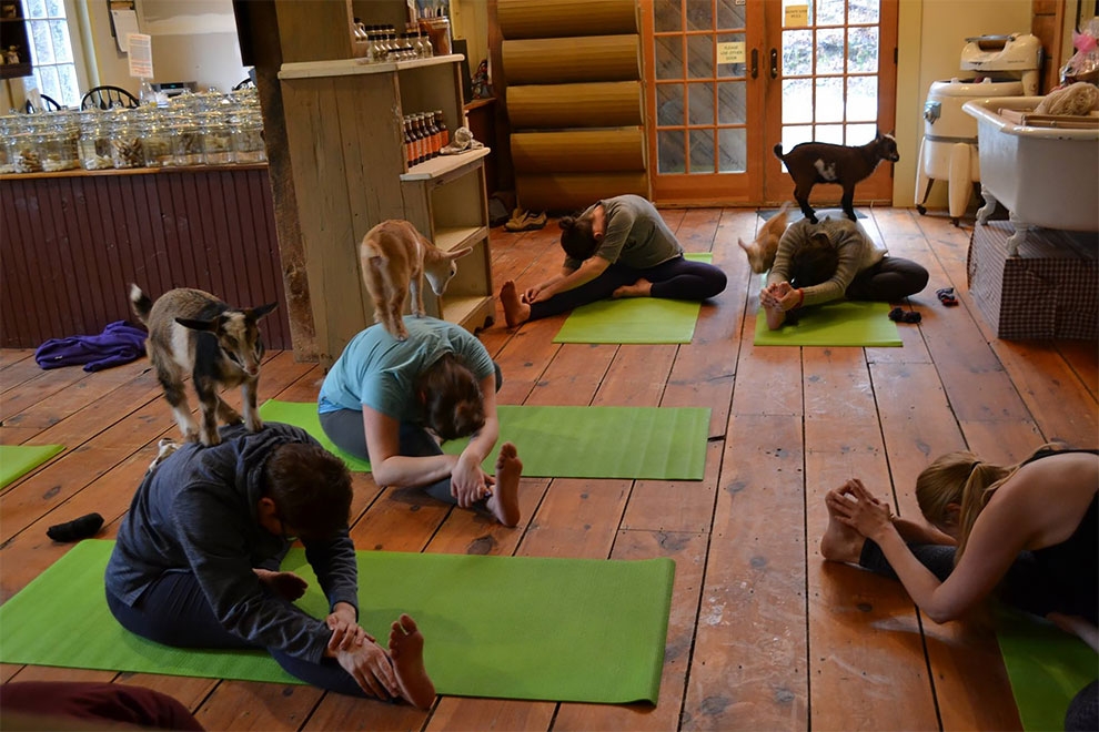 Yoga con crías de cabra, la última moda en meditación