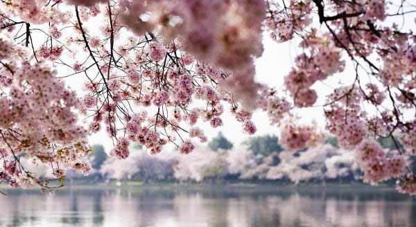 Hanami (花見, lit. "ver flores") es la tradición japonesa de observar la belleza de las flores.