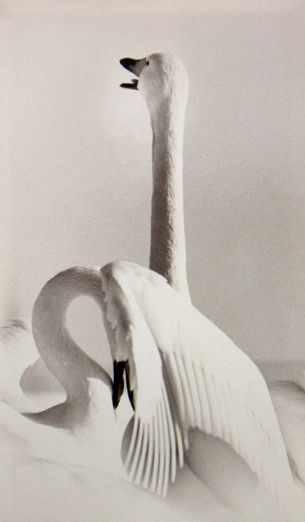masao yamamoto culturainquieta18