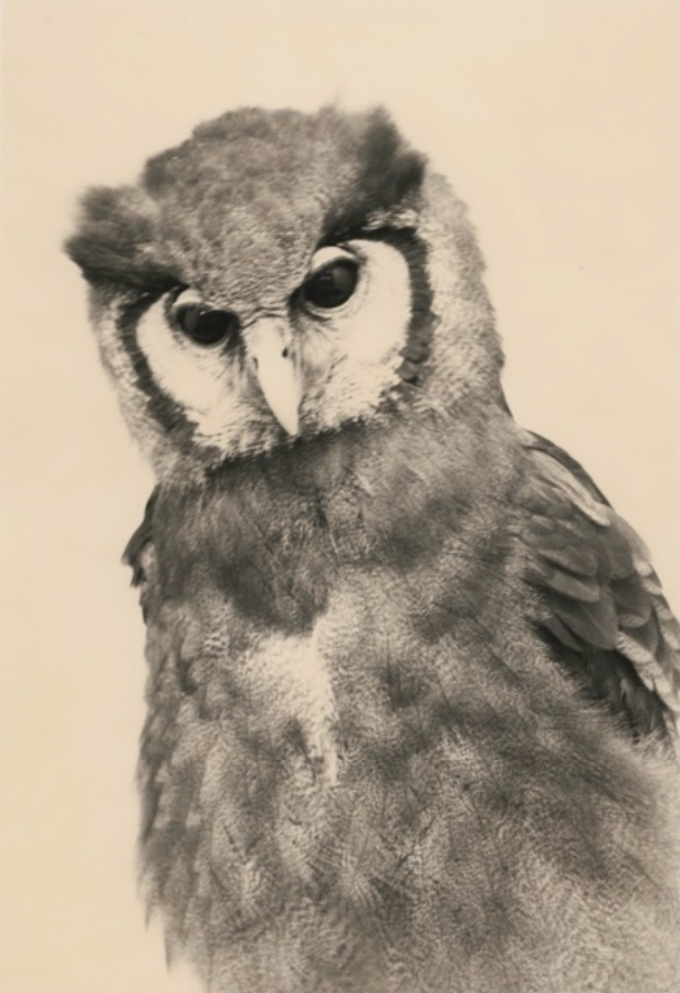 masao yamamoto culturainquieta34